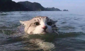 猫咪为什么要在水里活动呢