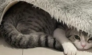 猫咪为什么钻地毯下睡觉