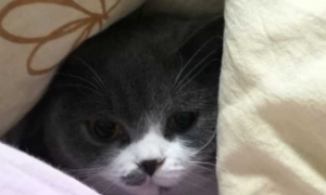 猫咪为什么要进被窝睡觉的原因