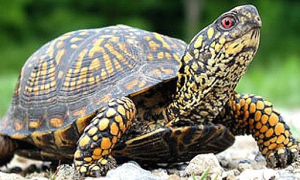 佛箱龟是保护动物吗