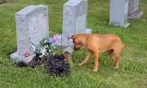 为什么狗狗会站在坟墓前