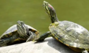 干瘪的龟再泡水能活吗