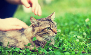三叶草对猫有毒吗
