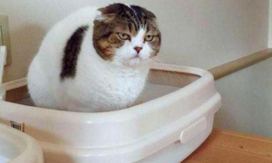 猫猫为什么会尿红色的