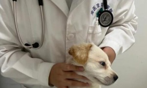 狗狗打完疫苗三四天不吃