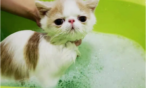 猫咪下雨能洗澡吗为什么
