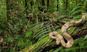 亚马逊热带雨林的动物有哪些