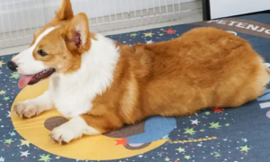 为什么狗狗在垫子上蹭