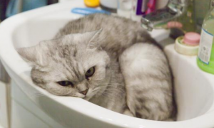猫咪为什么喜欢蹲浴室