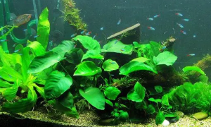 鱼缸造景水草能活多久