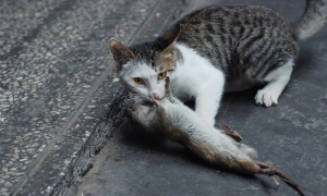猫喜欢夹老鼠吃的原因