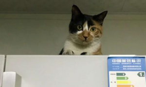 为什么猫咪喜欢守着冰箱
