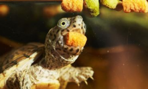 幼龟一次喂多少龟粮