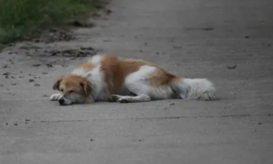 为什么狗狗趴在地上睡觉
