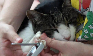 猫咪为什么需要修指甲呢