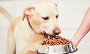 为什么狗狗只吃泡水的狗粮呢