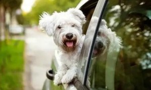 狗狗坐车后为什么呼吸急促呢