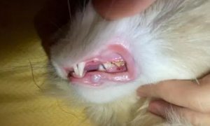 为什么猫咪口炎会长息肉