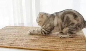 怎么让猫挠猫抓板