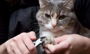 宠物猫怎么剪指甲