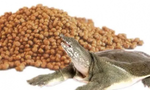 巴西龟喂多少龟粮