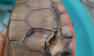 龟龟腐皮的最佳治疗方法