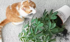 对猫咪无害的植物