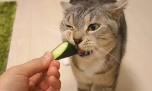 猫咪为什么被黄瓜吓到了呢