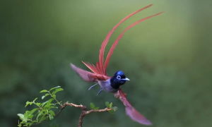 红寿带鸟最美图片