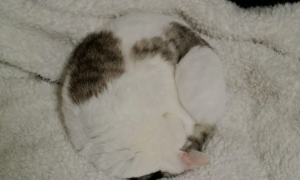 猫咪为什么会缩成球睡觉的样子