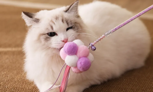 猫咪最爱的五种玩具