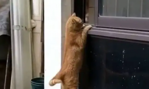 为什么有的猫咪不会跳窗户呢
