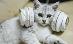 猫咪喜欢抓耳朵听歌怎么回事