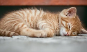 猫咪睡觉有风险吗