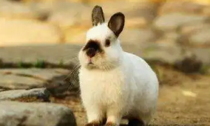 喜马拉雅兔能长多少斤
