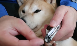 狗需要用指甲剪吗