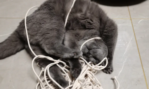 猫被绳子勒着了怎么办