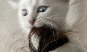猫咪为什么喜欢咬光头发