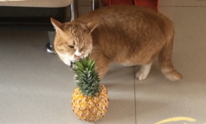 美国猫咪能吃菠萝吗为什么呢