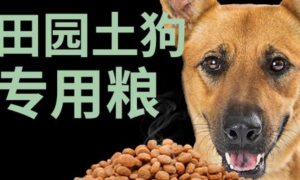 中华田园犬如何配狗粮好吃