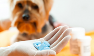 为什么狗狗怕吃药呢