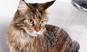 猫咪为什么能洗澡