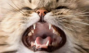 猫咪嘴巴张开是什么意思