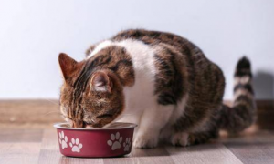 猫咪正确喂食方法