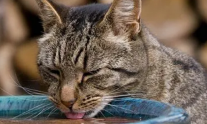 为什么猫咪会口渴