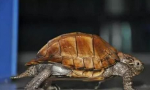 八角龟是几级保护动物