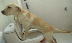 为什么狗狗上厕所只踩前脚