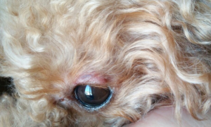 狗狗眼睛肿了怎么回事