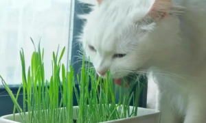 猫咪猫草是指什么草