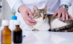 为什么猫咪会得肾炎病的原因